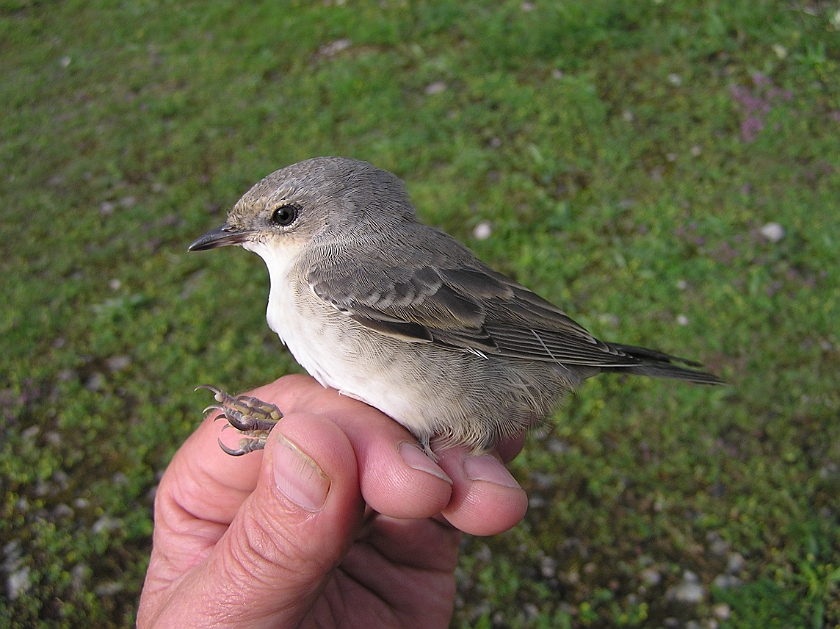 Barred Warbler, Sundre 20050726